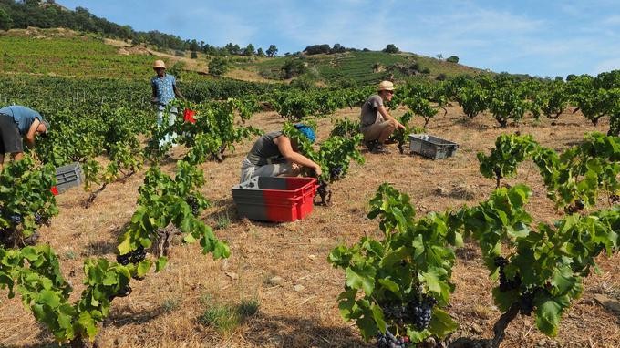 Франция в 2017 году резко снизила производство вина из-за заморозков в стране. 